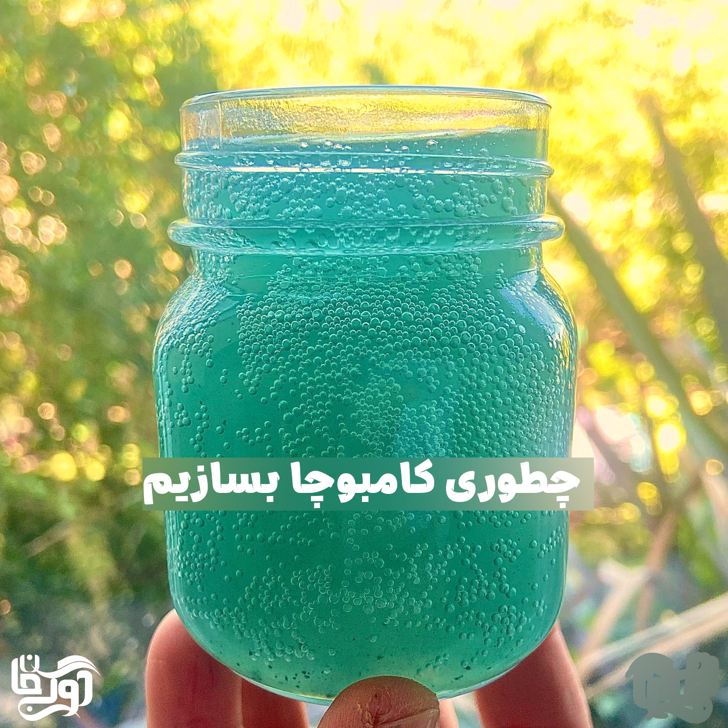 آموزش تهیه نوشیدنی کامبوچا در خانه
